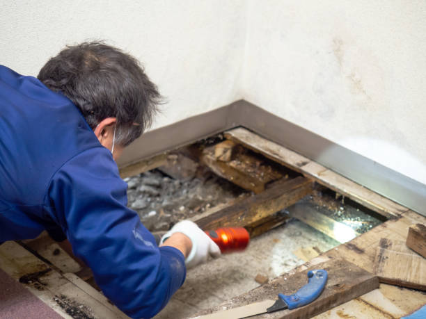 Best HVAC Mold Remediation in Killian, LA