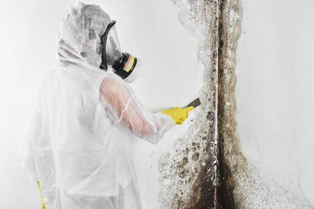 Best White Mold Remediation in Killian, LA