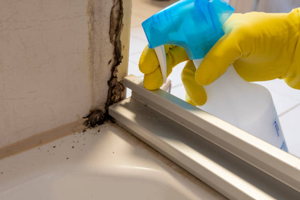 Best Mold Testing and Inspection Services in Killian, LA